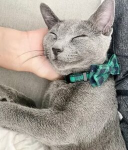 taro